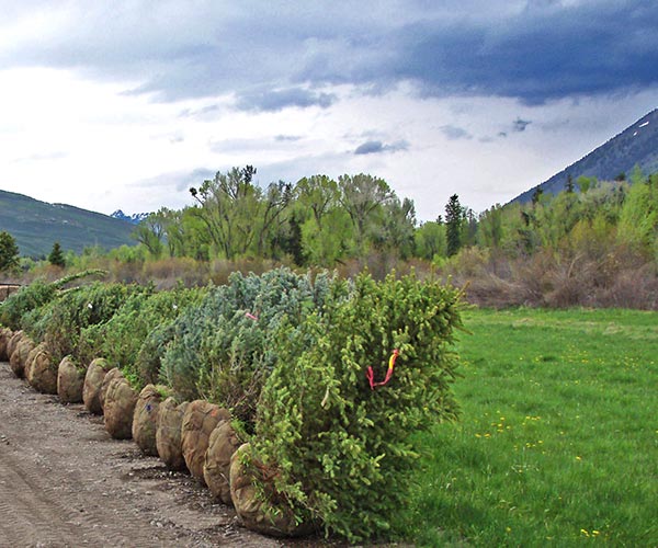 Eagles Nest Vegetation