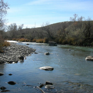 Uncompahgre River Aquatic Habitat